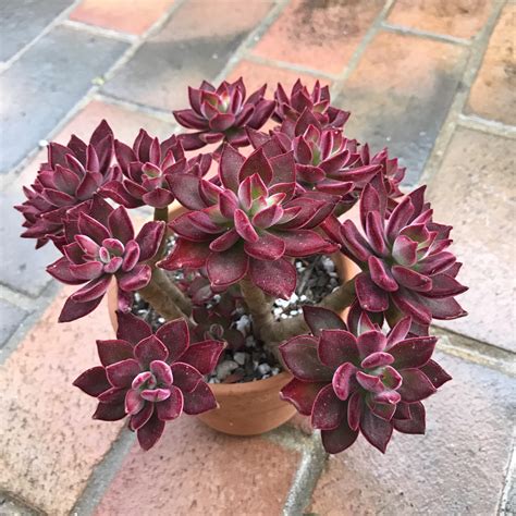 Echeveria Devotion showing off her vibrant red colors! : r/succulents