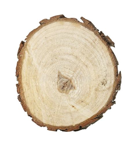 Cross Section Of Tree Trunk Isolated On White Background Close Up