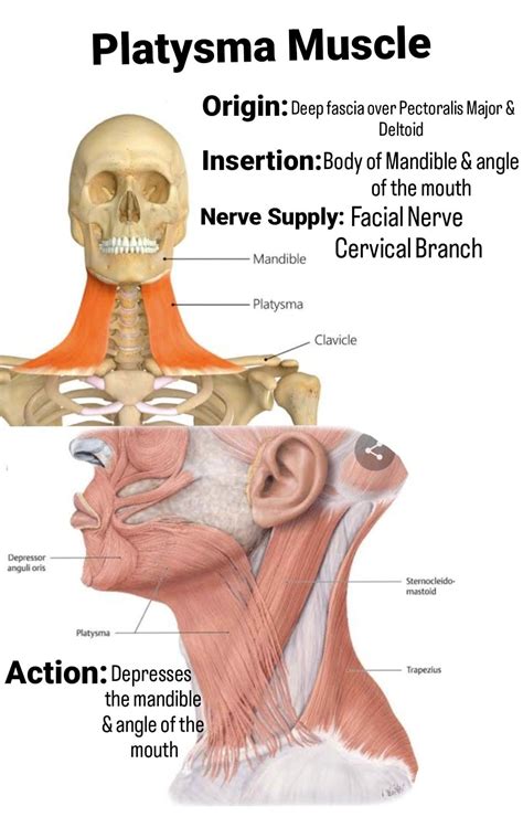 Sternocleidomastoid Muscle Origin And Insertion