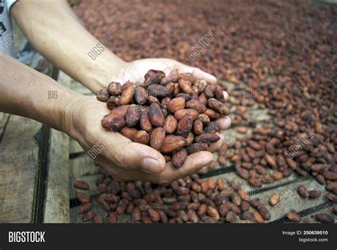 Drying Fermented Cocoa Image Photo Free Trial Bigstock