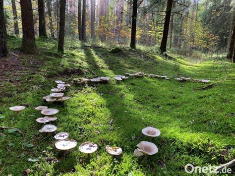 Waldgebiet Fatzen bei Sulzbach Rosenberg Hexenring als Natur Phänomen