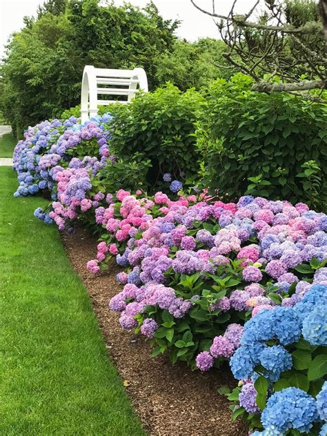 Hydrangeas Summer Favorites Private Newport In 2024 Hydrangea