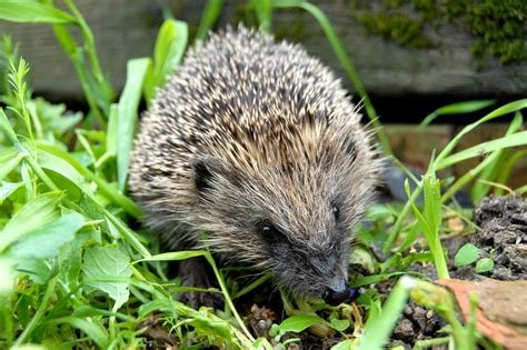 The West European Hedgehog Erinaceus Europaeus Is One Of About 17