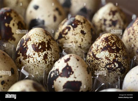 Fresh Raw Quail Eggs In Egg Box Photographed With Natural Light