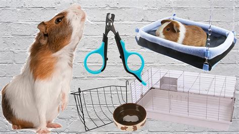 Guinea Pig Essentials What Do You Need For Guinea Pigs YouTube