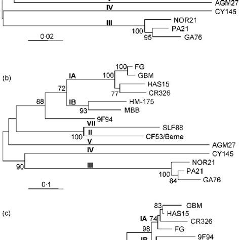 Phylogenetic Trees Based On Nucleotide Sequences In The P1 Region From