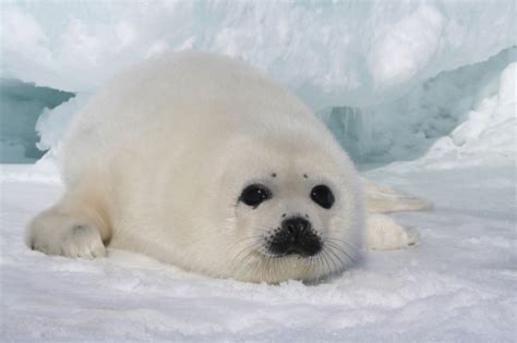 Harp Seal Pup - 80smusiclover1 Photo (40998876) - Fanpop