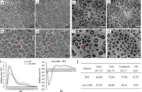 Starch Characteristics Of WT And Ae1 5180 SEM Of The Mature