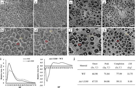 Starch Characteristics Of Wt And Ae1 5180 Sem Of The Mature