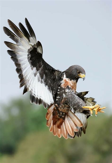 A Black And White Bird Flying Through The Air