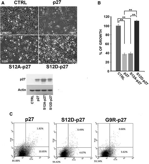 Role Of Serine Phosphorylation In The Loss Of P Tumor Suppressor