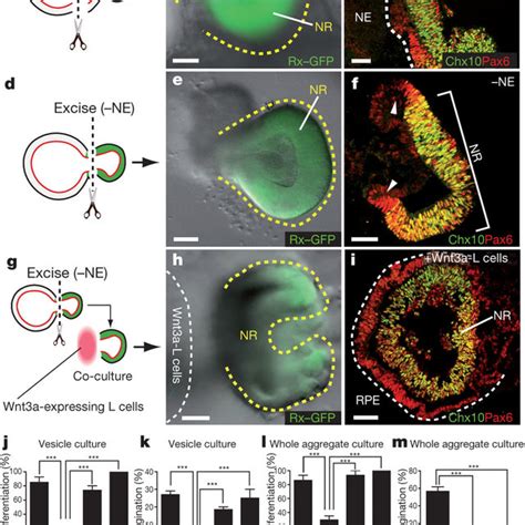 PDF Self Organizing Optic Cup Morphogenesis In Three Dimensional Culture