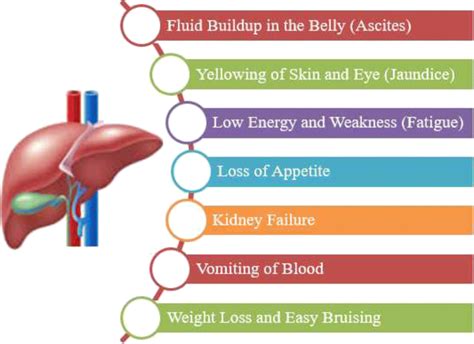 Liver Disease Overview – NBKomputer