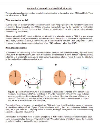 Nucleic Acids 13 Examples Format How To Make PDF