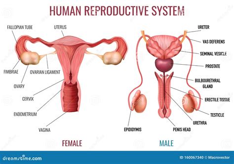 Reproductive System Stock Illustrations 4 259 Reproductive System