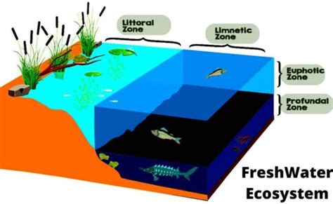 Freshwater Ecosystem (Lakes Ecosystem)-Habitats and Zones