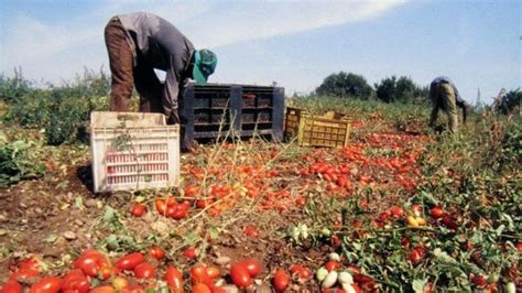 Bracciante Indiano Morto Dopo Malore Nei Campi A Laterza Imprenditore