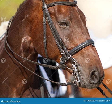 Portrait Of A Sports Red Horse With A Bridle Stock Image Image Of
