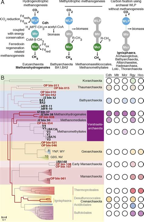 Hydrogenotrophic Methanogenesis In Archaeal Phylum Verstraetearchaeota