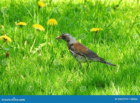 Thrush Bird On Grass Stock Photo Image Of Animal Macro 92827970