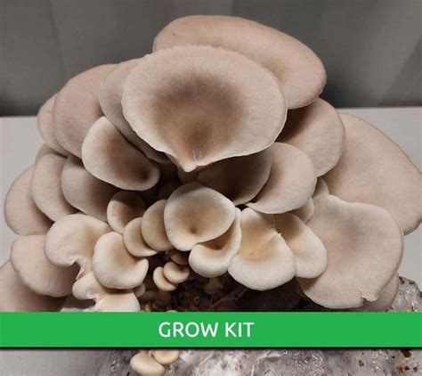 Tan Oyster Grow Kit Mushroom Cultivation