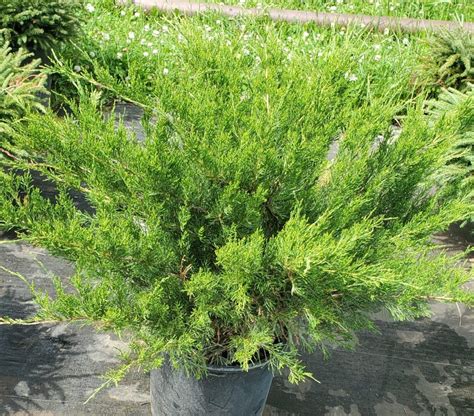 Juniper, Sea Green - Birchfield Nurseries