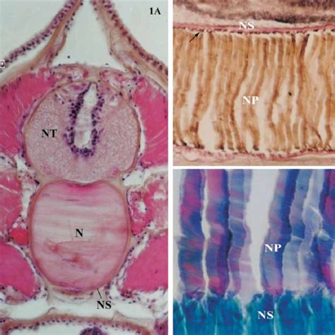 A Longitudinal Section Through The Amphioxus Notochord NP Parallel