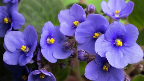 How To Grow And Care For An African Violet Bunnings New Zealand