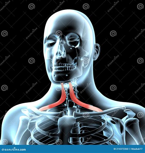 3d Illustration Of Omohyoid Muscles Anatomical Position On Xray Body Stock Illustration