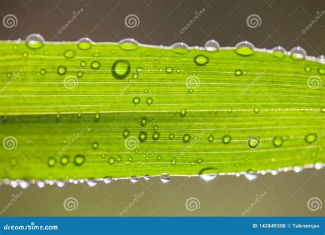 Water Drops On Wheat Leaf Stock Photo Image Of Water 142849388