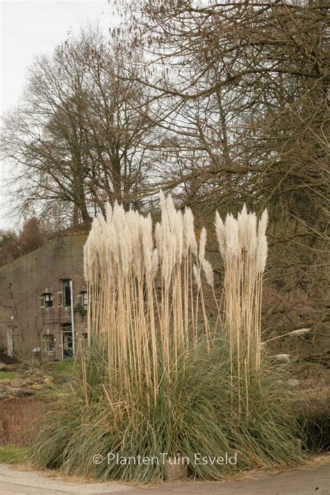 Cortaderia Selloana Plantentuin Esveld