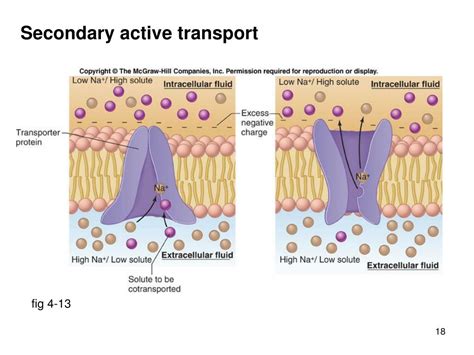 PPT - Intracellular vs. extracellular concentrations PowerPoint Presentation - ID:945667