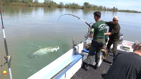 Pecanje soma na bućku u Italiji na reci Po Fishing big catfish in