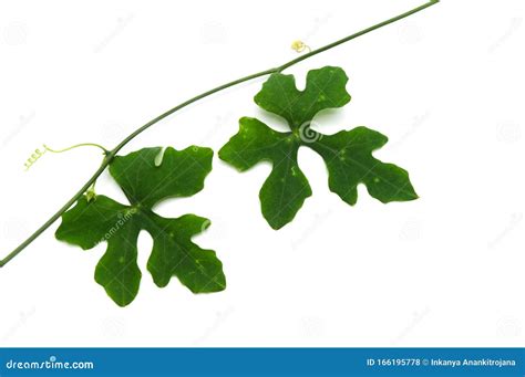 Green Nature Leaves And Branche On White Ivy Gourd Leaves Coccinia