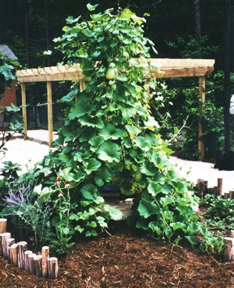 Green Bean Teepee Vines Plants Garden