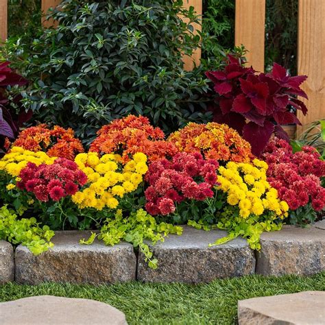 Know The Difference Between Annuals Vs Perennials The Home Depot