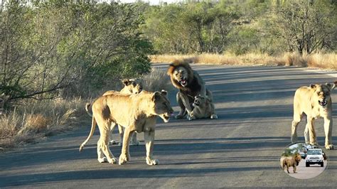 Lion Pride With Cubs Blocking The Road What To Do Next Youtube