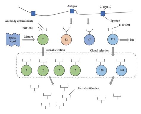 Principle Of Biological Immune Clonal Selection Download Scientific