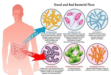 Probiotics Benefits How To Get Rid Of Bad Gut Bacteria