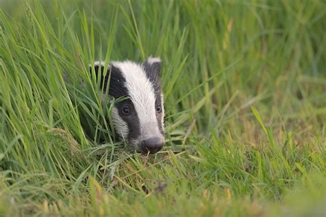 Peeking Badger Cub - Francis J Taylor Photography