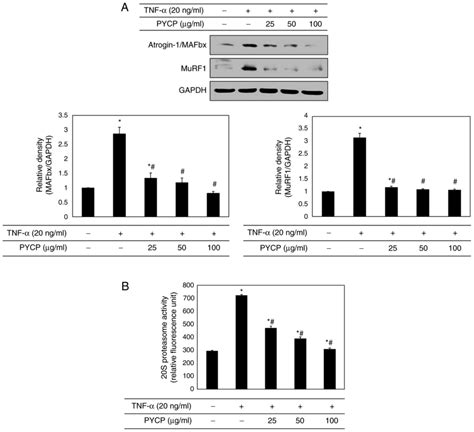 Pyropia yezoensis protein protects against TNFαinduced myotube