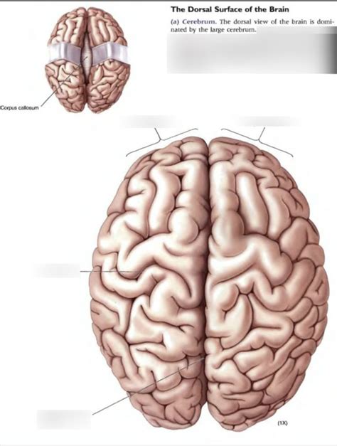 Dorsal View of Brain Diagram | Quizlet