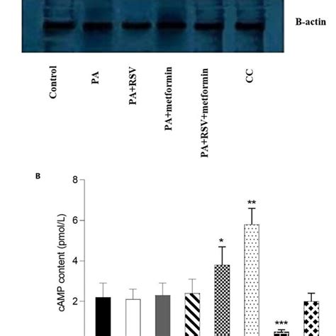 RSV Metformin Induced SIRT1 Dependent Autophagy In The Hepatic