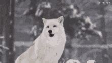 Wolf Howling GIFs | Tenor