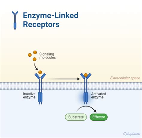 Enzyme Linked Receptors Biorender Science Templates