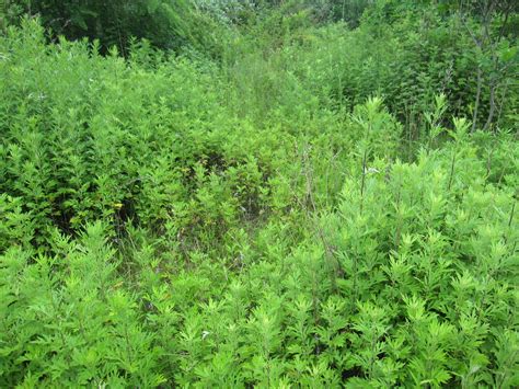 Mugwort Go Native Long Island