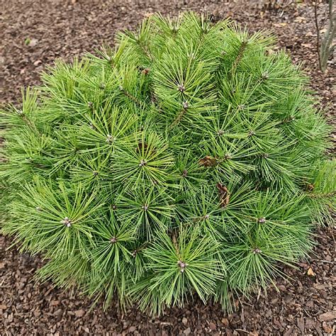 Pinus Densiflora Low Glow Find Haveplanter