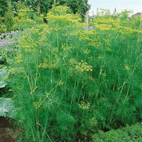 Herb Dill Bouquet The Seed Warehouse