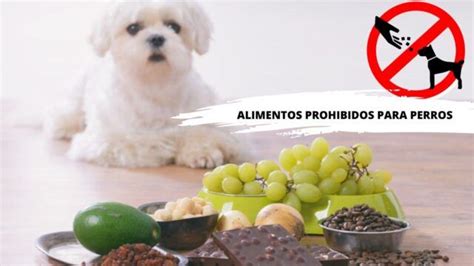 Qué no pueden comer los perros Guía de alimentos prohibidos