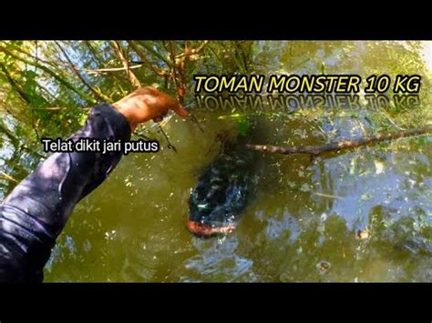 Nembak Ikan Toman Monster 10kg Sampe Harus Di Evakuasi Untuk Menaikan